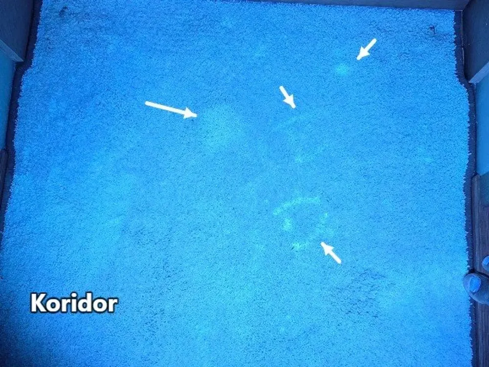 UV ışığı altında koridor halısında parlayan leke izleri, oklarla işaretli